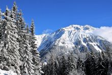 Plant a Tree For Christmas with Undiscovered Mountains