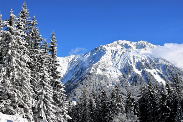 Plant a Tree For Christmas with Undiscovered Mountains