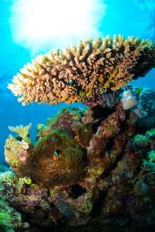 Beer Garden Reef, 65km from Port Douglas