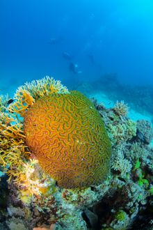 Stonehenge Reef coral bommie.