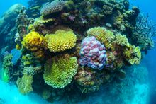 Coral formations at Stonehenge Reef. 