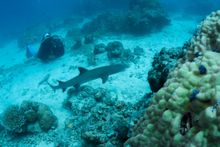White-tipped shark at Beer Garden Reef, Port Douglas.