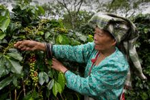 Agroforestry in Indonesia