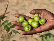 Agroforestry in Senegal