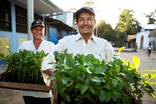 Agroforestry in Peru