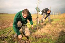 Agroforestry in UK
