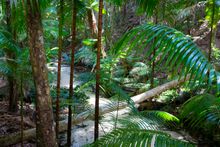 The crystal clear Wanggoolba Creek at Central Station on K'gari.