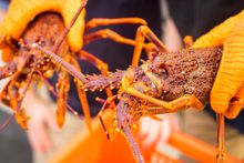 Crayfish King Island