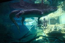 There won't be any crocodile tears with a Crocosaurus gift voucher on Christmas Day.