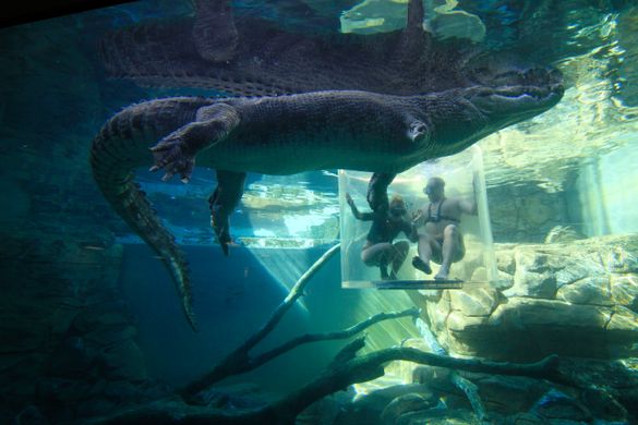 There won't be any crocodile tears with a Crocosaurus gift voucher on Christmas Day.