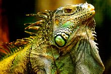 Green Iguana Conservation Project