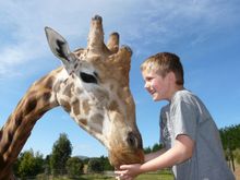 Feed a giraffe at the National Zoo and Aquarium
