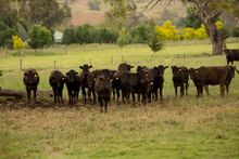 Blackmore Farm