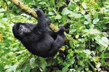 Gorilla trekking, Uganda