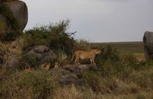 Serengeti, Tanzania