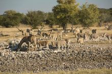 Etosha National Park, Namibia