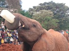 Sheldrick Elephant Orphanage, Nairobi, Kenya