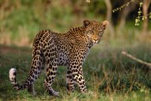 Kruger Safari, South Africa