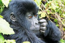 Gorilla trekking, Bwindi Impenetrable NP, Uganda