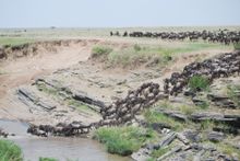 Migration, Masai Mara, Kenya