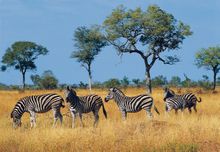 Nairobi National Park, Kenya
