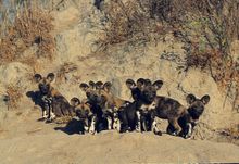 Wild dogs, Hwange National Park, Zimbabwe