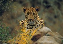 Kruger National Park, South Africa