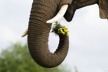 Gotta Love Africa