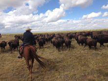 Zapata Cattle & Bison Ranch, Colorado, working the herd