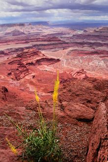 Canyonlands National Park, Utah
