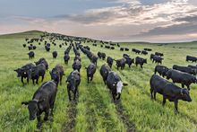 Flying W Working Ranch, Kansas, cattle round up