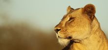 Pakamisa Luxury Lodge, South Africa, launches new nine night escorted photography & riding safari: Big Five safaris Thanda Private Game Reserve