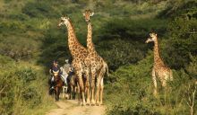 Pakamisa Luxury Lodge, South Africa, launches new nine night escorted photography & riding safari: riding safari at Pakamisa
