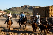 White Stallion Guest Ranch, Arizona, team penning