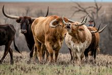Flying W Working Ranch, Kansas, longhorn cattle