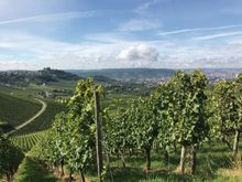 Weinberge / Aussicht