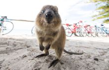 Rottnest Island quokka
