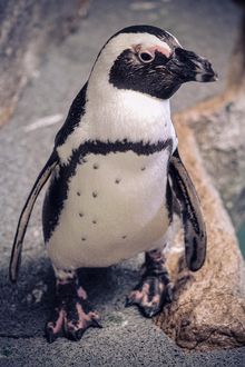 One of four African penguins on display at Naples Zoo through April 2018