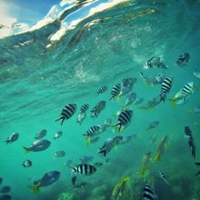 Just keep swimming. Just keep swimming.