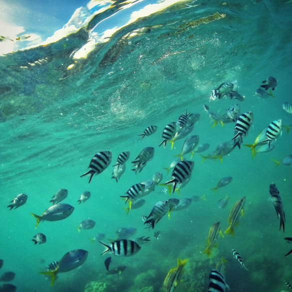 Just keep swimming. Just keep swimming.