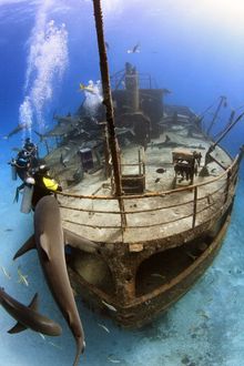 Rund 20 spektakuläre Wracks können rund um New Providence Island mit Stuart Cove’s Dive Bahamas betaucht werden.