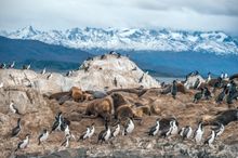 Chile wildlife