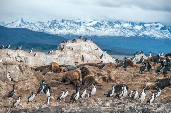 Chile wildlife