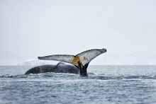 Humpback whales
