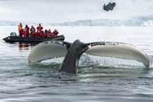 Whale watching