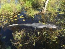 Alligator viewed from the safety of the Corkscrew Swamp Sanctuary boardwalk