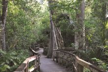 Big Cypress Bend Boardwalk