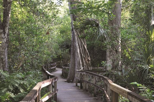 Big Cypress Bend Boardwalk