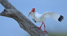 The Beaches of Fort Myers & Sanibel
