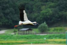 Flying Stork